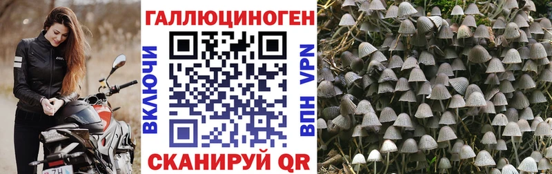 Псилоцибиновые грибы Psilocybine cubensis  как найти закладки  Невинномысск 