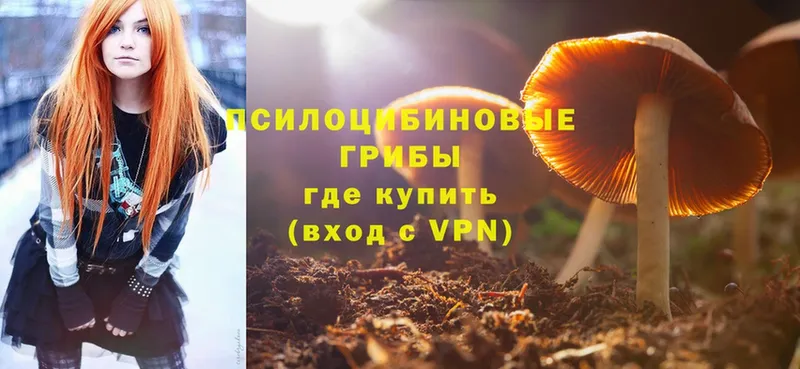 Псилоцибиновые грибы Psilocybe Невинномысск